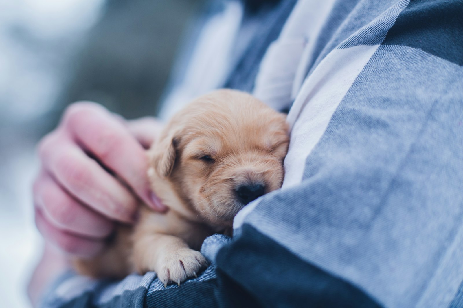 New Dog Owner Checklist: Essential Products and Care Tips for a Happy, Healthy Pup