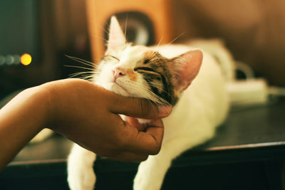 New Cat Owner Essentials: Products and Care Tips for a Confident, Comfortable Cat