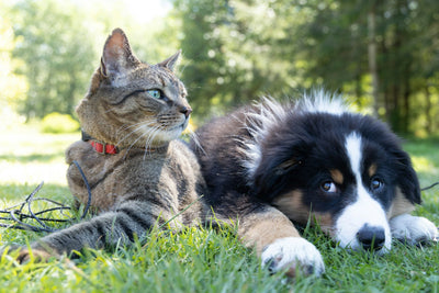 Understanding Dog and Cat Behavior: What Your Pet Is Trying to Tell You