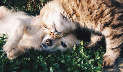 Seasonal Pet Care Guide: Must-Have Dog and Cat Products for Every Time of Year