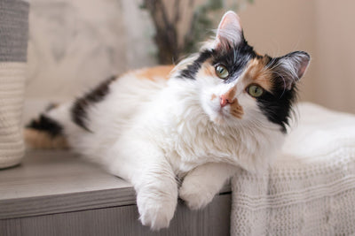 Essential Cat Care Tips for New and Experienced Cat Owners
