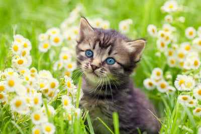 15 Fun Facts About Cats That Will Amaze You