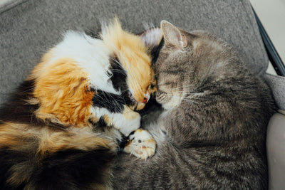 Purrfect Companions: Why Cats Steal Our Hearts and How to Care for Them