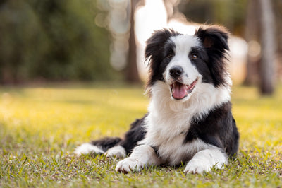 The Complete Guide to Dog Care: Essential Tips Every Pet Owner Needs to Know