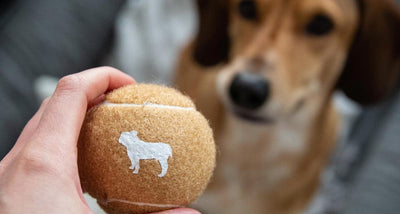 Best Toys for Active Dogs: Keep Your Pup Entertained and Exercised