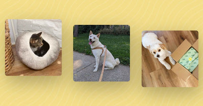 The Ultimate Guide to Eco-Friendly Pet Ownership in 2026
