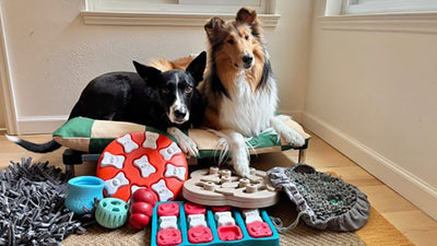 5 Fun Enrichment Activities to Keep Your Dog Mentally Stimulated