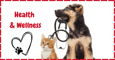 7 Essential Pet Care Tips Every Pet Parent Should Know in 2026