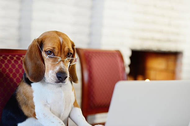 15 Amazing Pet Facts That Will Make You Love Your Dog or Cat Even More