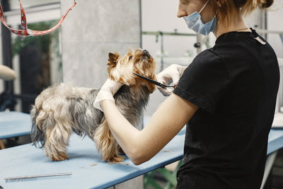 The Ultimate Pet Grooming Guide: Tips to Keep Your Dog and Cat Looking Their Best