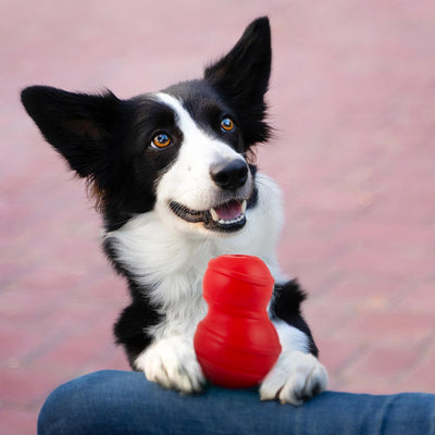 15 Fun Facts About Dogs That Will Blow Your Mind