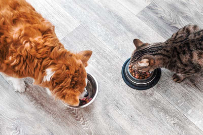 Dog and Cat Nutrition 101: What to Feed Your Pet for a Long, Healthy Life