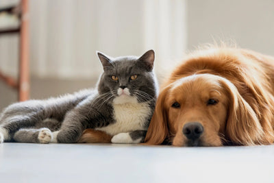 10 Essential Health Tips Every Pet Owner Should Know