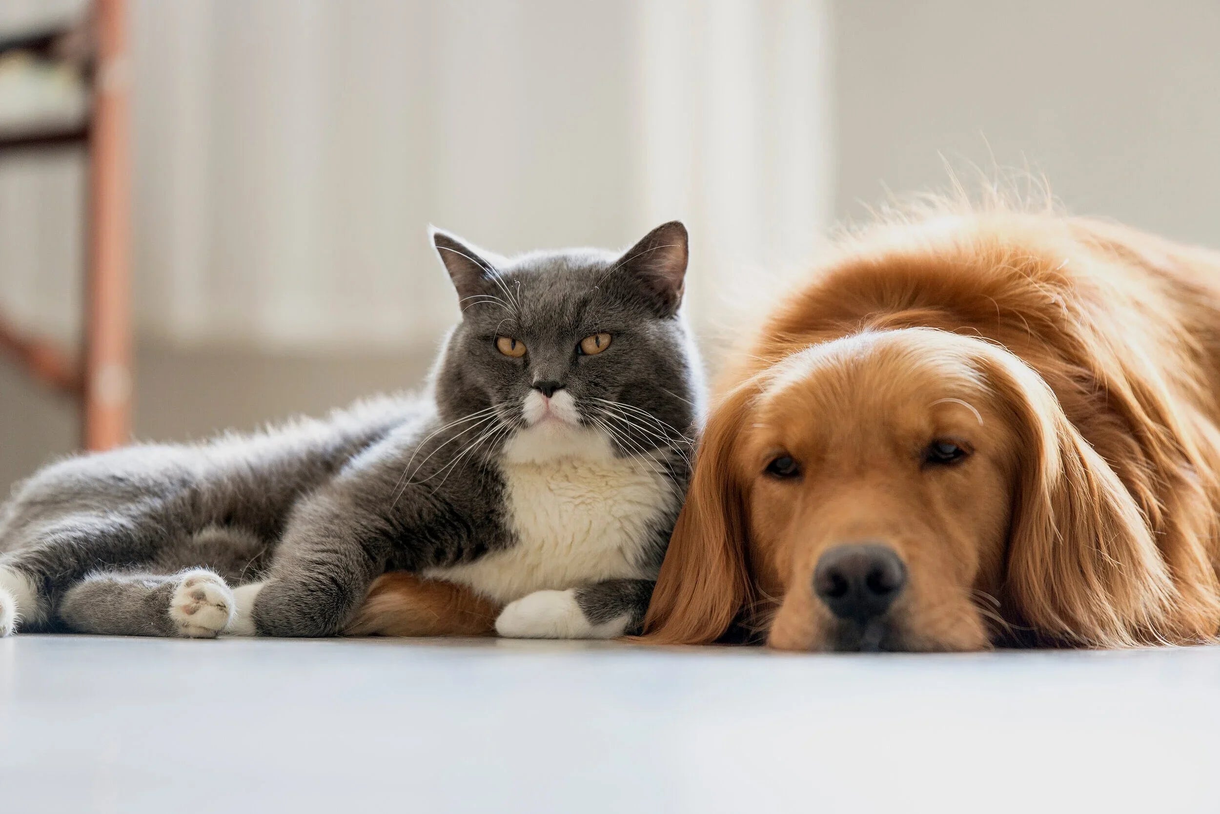 10 Essential Health Tips Every Pet Owner Should Know