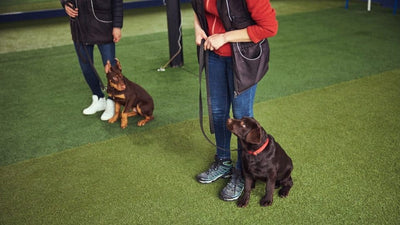 Puppy Training 101: Essential Commands and Tips for New Dog Owners