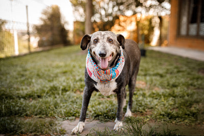 Senior Dog Care: 8 Ways to Keep Your Aging Pup Happy and Healthy