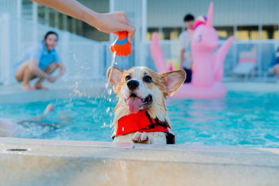 Spring and Summer Pet Safety: Essential Tips to Protect Your Furry Friends in Warm Weather