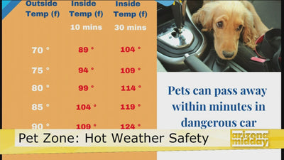 Summer Pet Safety: How to Protect Your Dog in Hot Weather