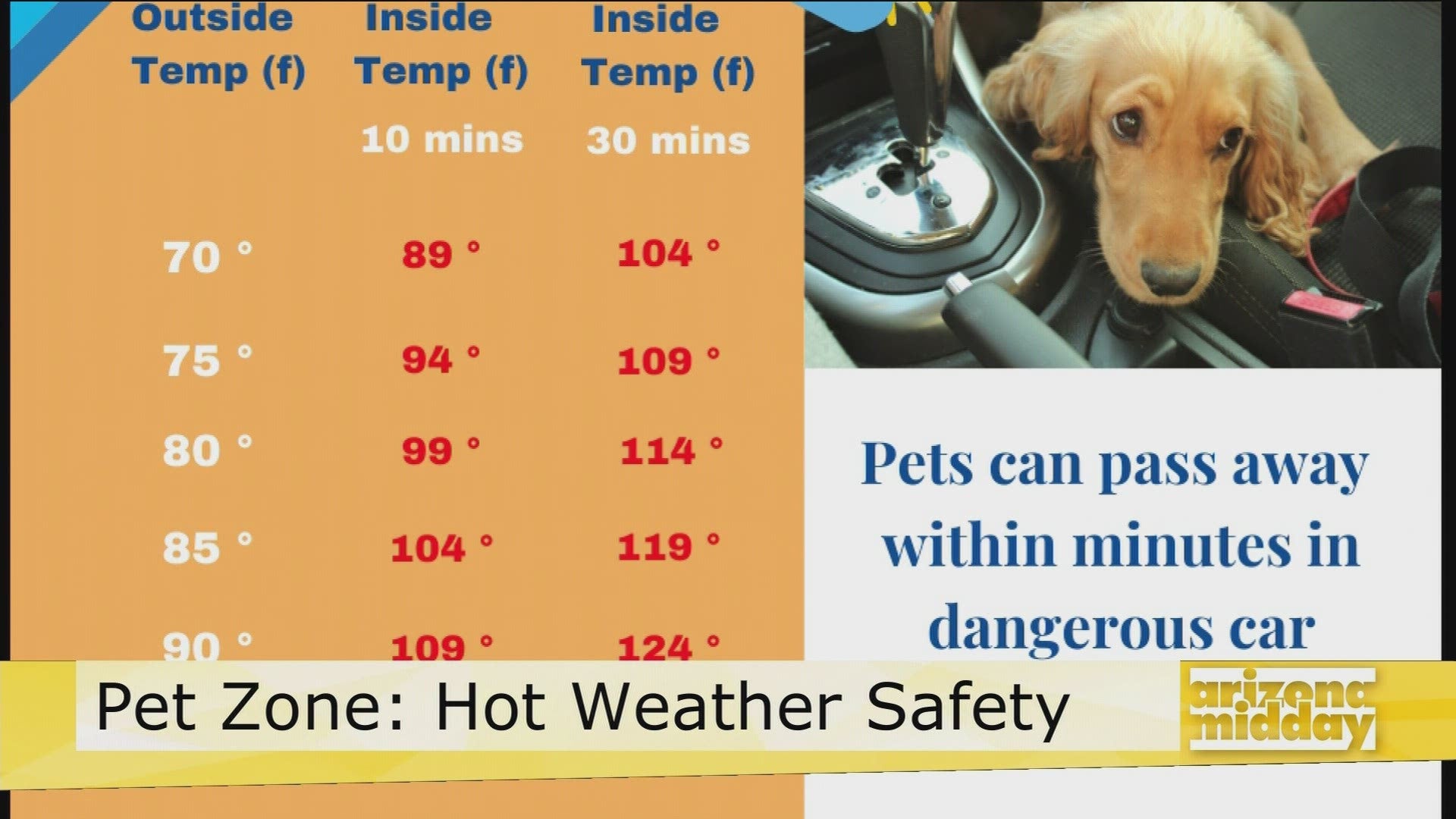 Summer Pet Safety: How to Protect Your Dog in Hot Weather
