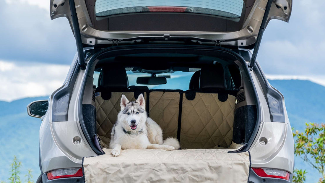 How to Travel Safely With Your Dog: The Complete 2026 Guide