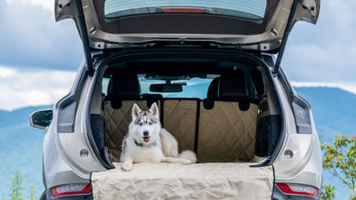 How to Travel Safely With Your Dog: The Complete 2026 Guide
