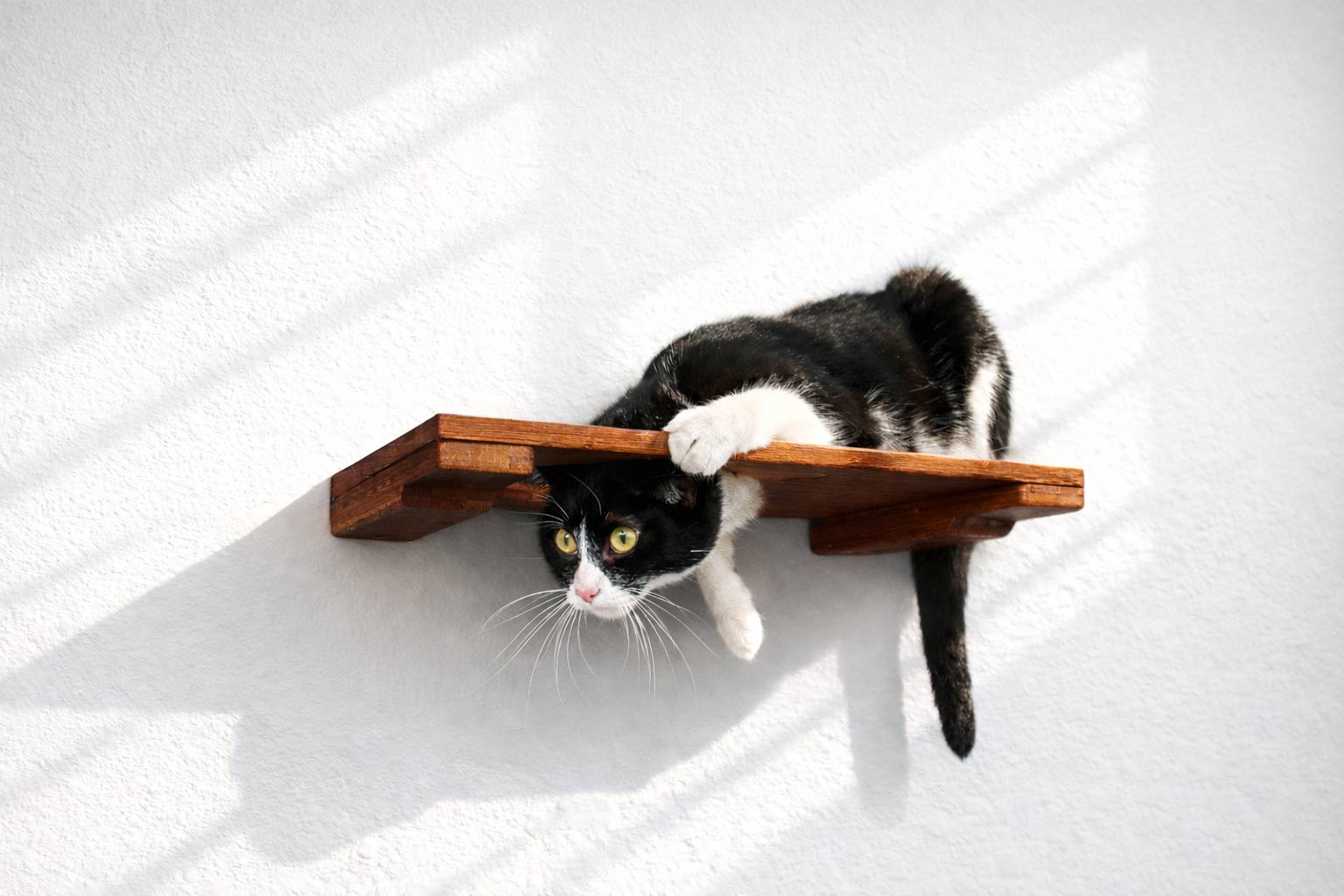 Wall Mounted Cat Shelf