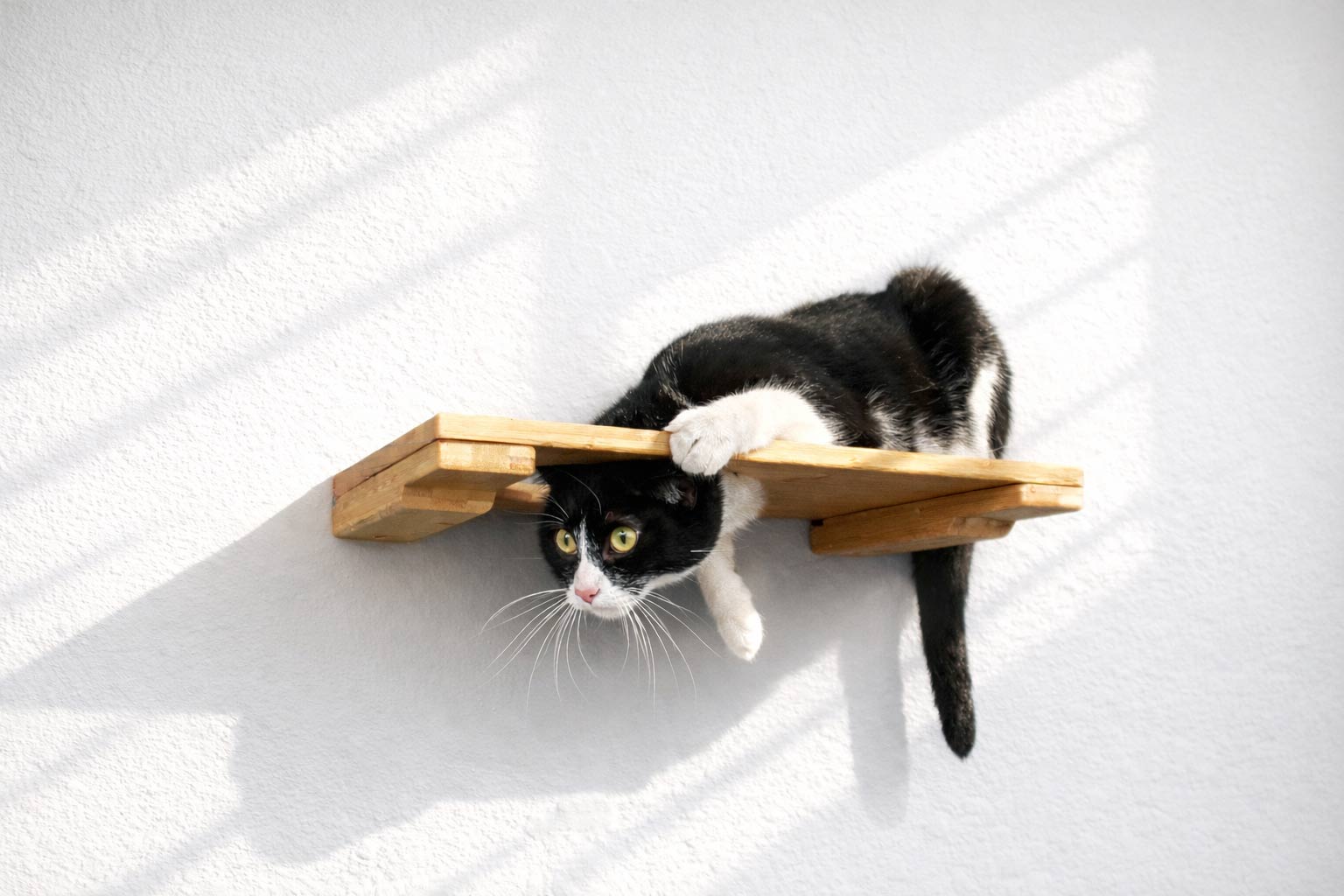 Wall Mounted Cat Shelf