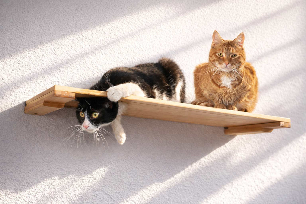 Wall Mounted Cat Shelf