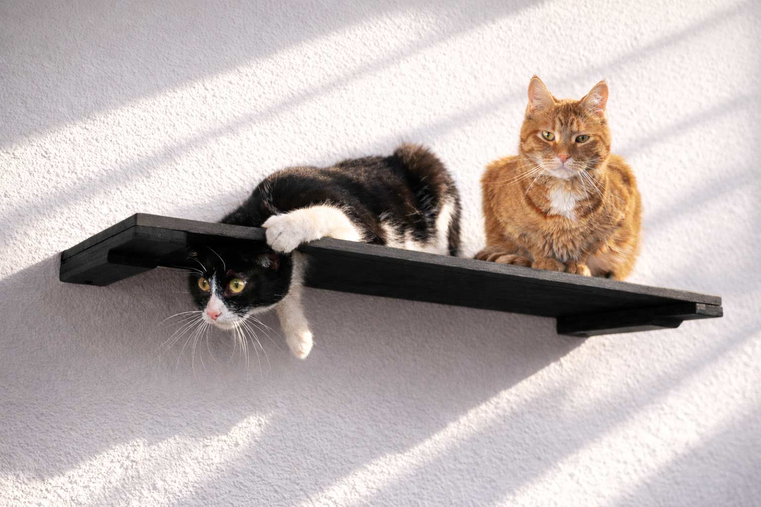 Wall Mounted Cat Shelf
