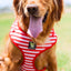 EcoBark Custom-Fit Harness & Leash Combo - Red Stripe
