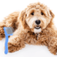 Slicker Brush for Dogs Small