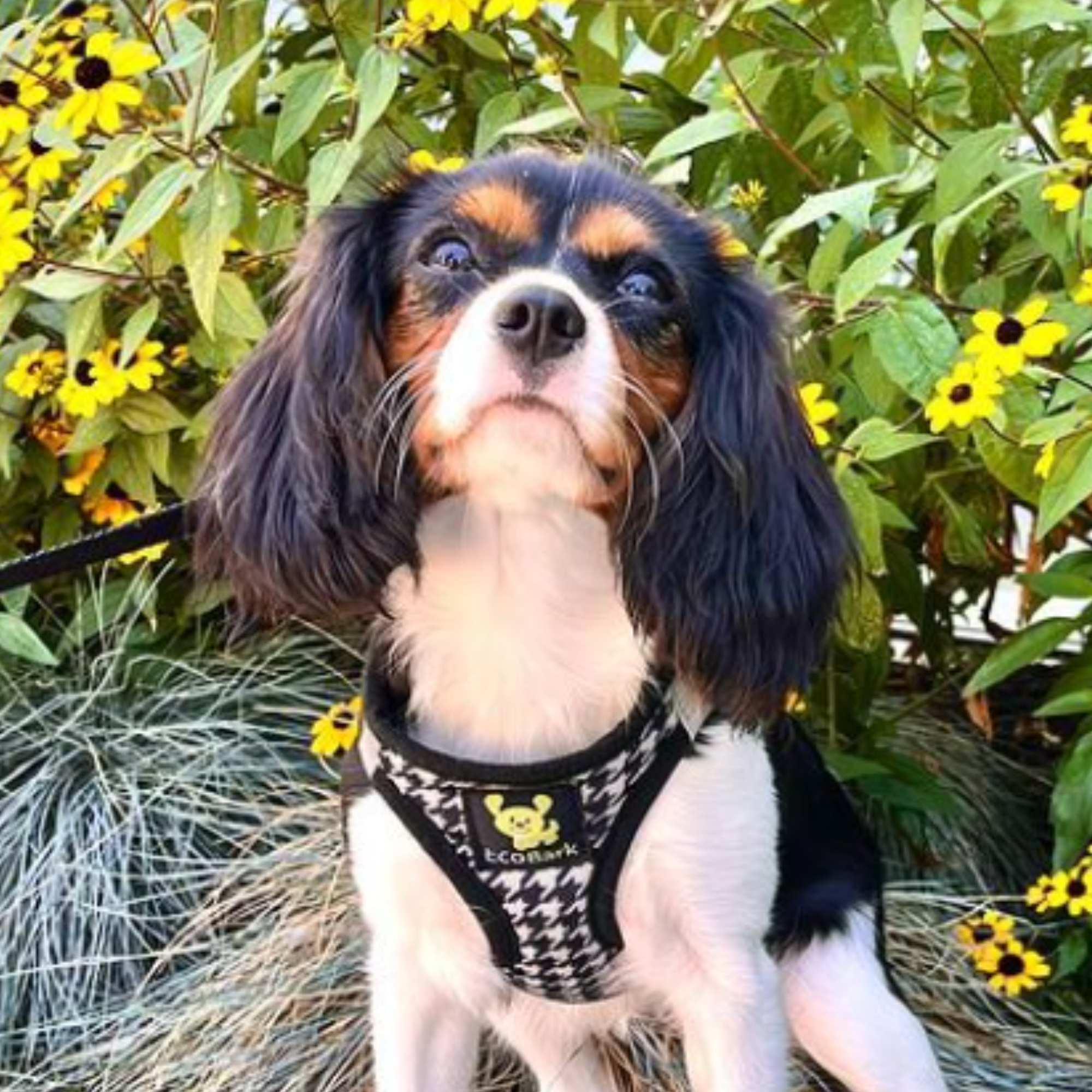 EcoBark Step In Dog Harness - XXXS to Small Breeds- Reflective Soft Mesh Harness for Teacup, Small Dogs and Puppies / Houndstooth
