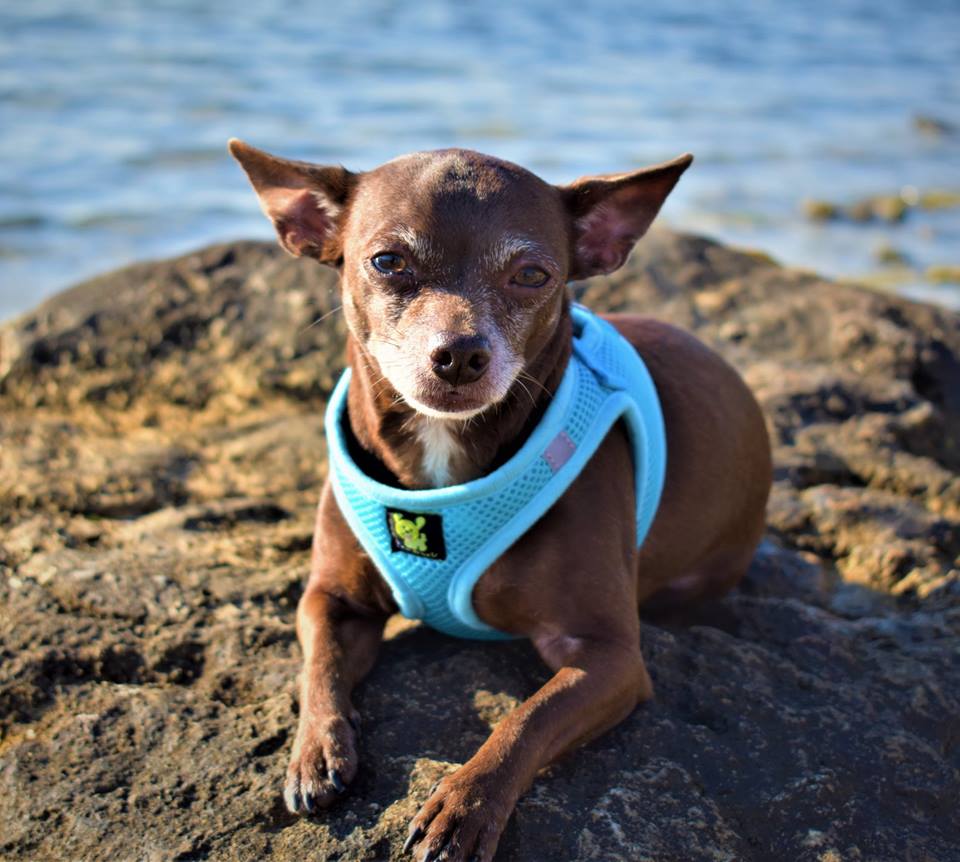EcoBark Step In Dog Harness - XXXS to Small Breeds- Reflective Soft Mesh Harness for Teacup, Small Dogs and Puppies / Sky Blue