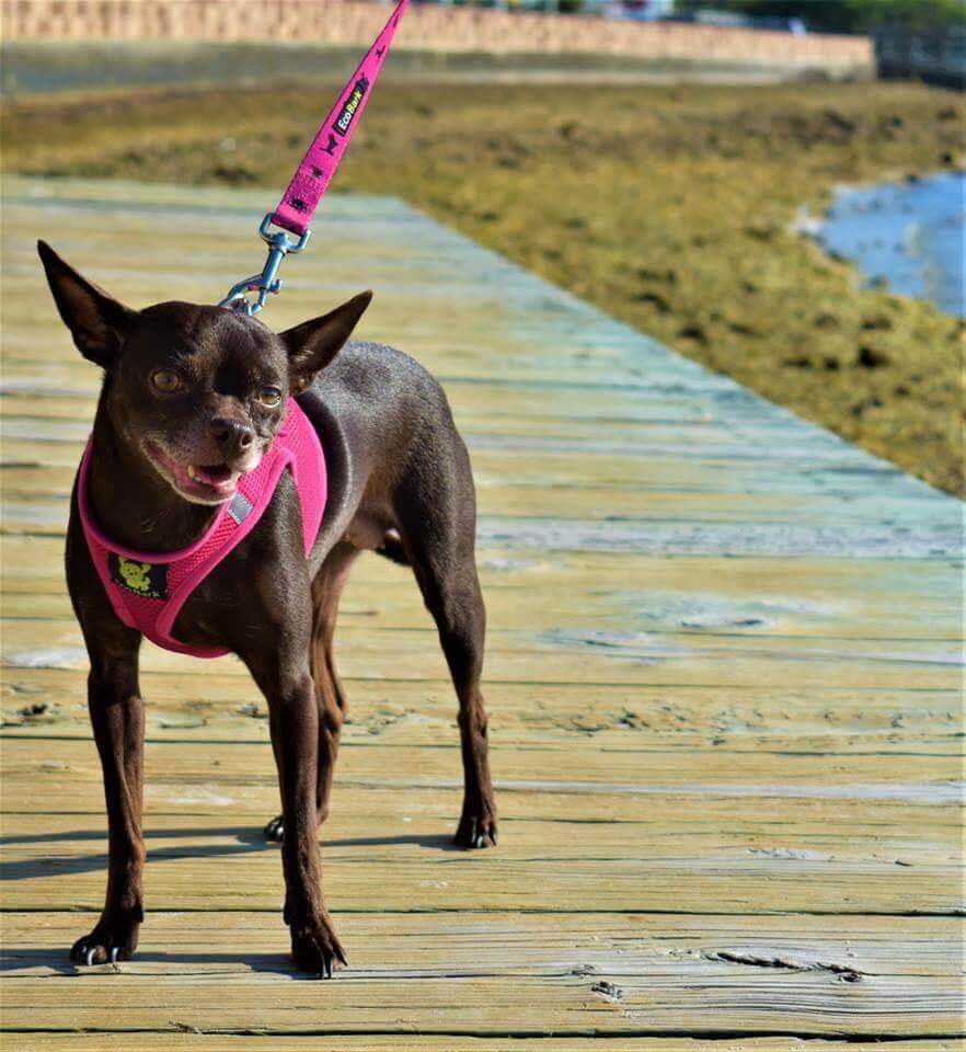 EcoBark Step In Dog Harness - XXXS to Small Breeds- Reflective Soft Mesh Harness for Teacup, Small Dogs and Puppies / Hot Pink