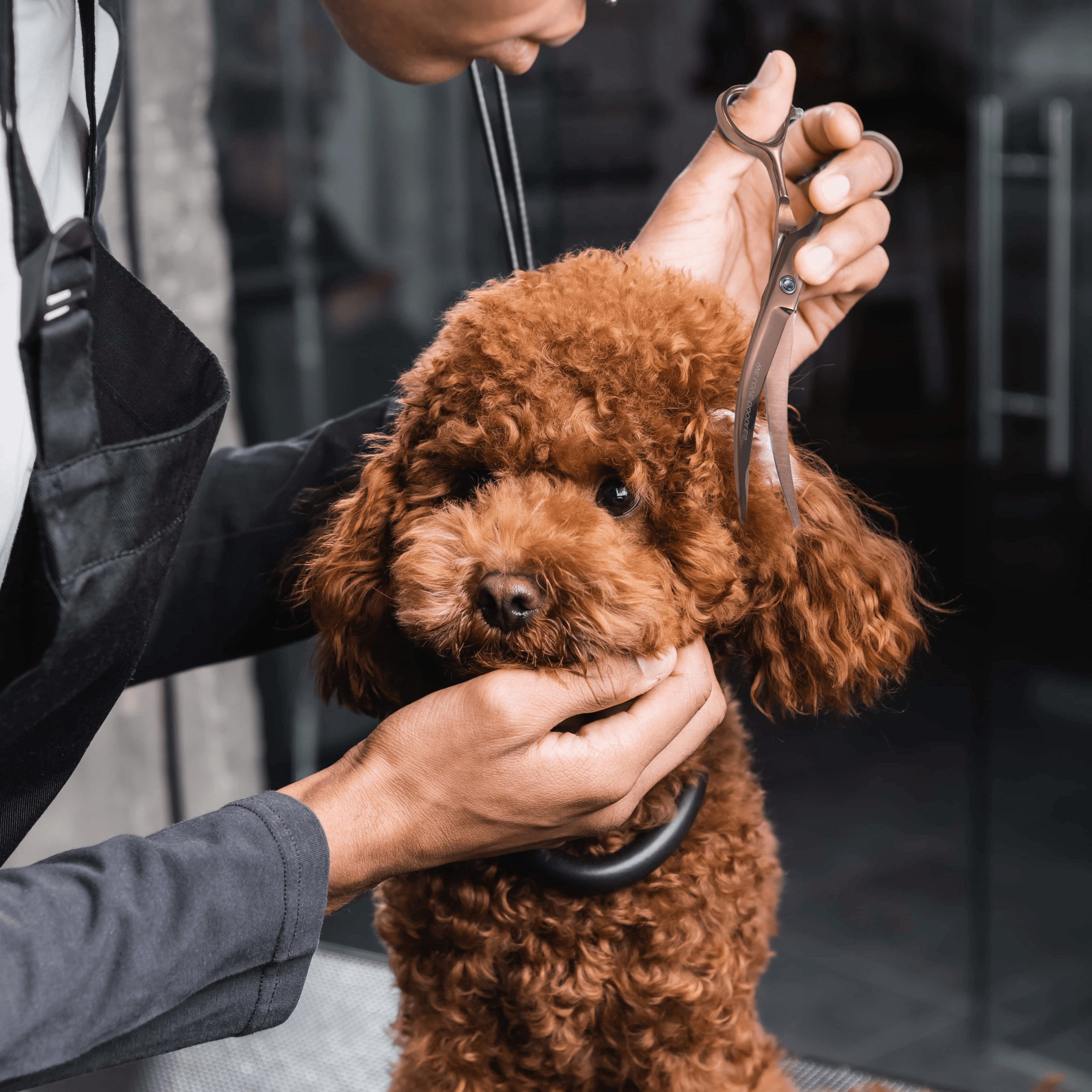 Dog Grooming Scissors