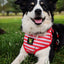 EcoBark Custom-Fit Harness & Leash Combo - Red Stripe
