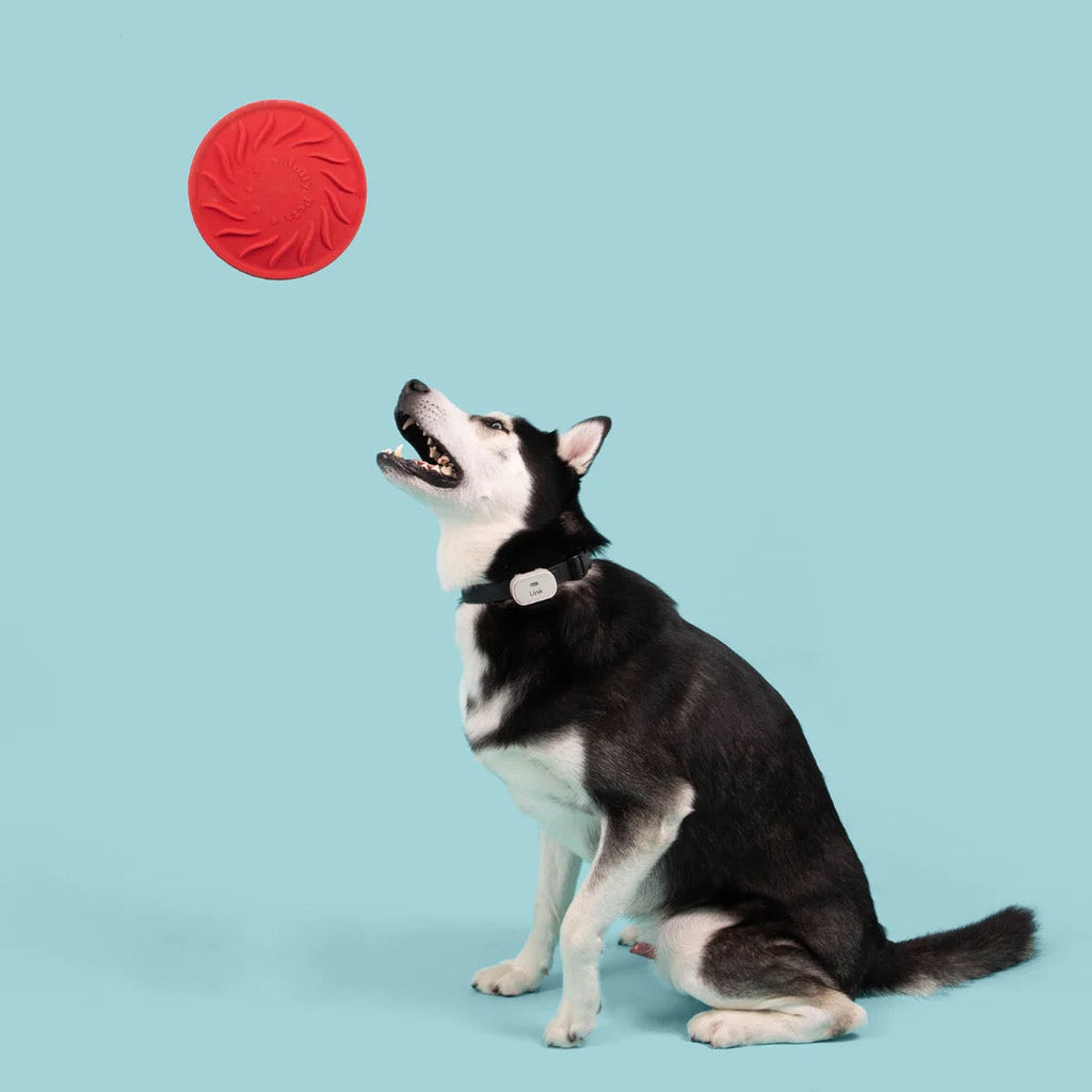 Jolly Pets Jolly Tuff Flyer, Red (8.5in)