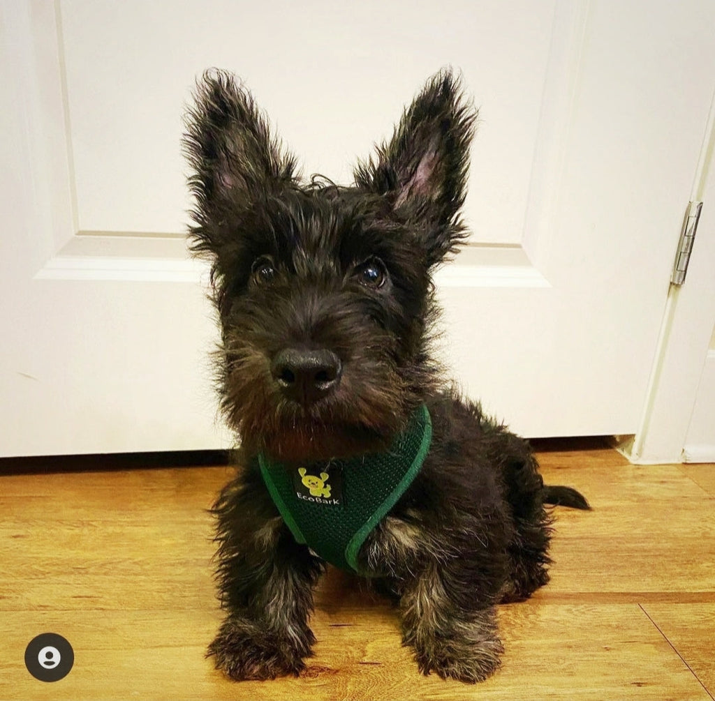 EcoBark Forest Green Dog Harness - Over-the-Head Vest Halter Soft Mesh for Small to Medium Dogs