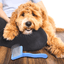 Slicker Brush for Dogs Small