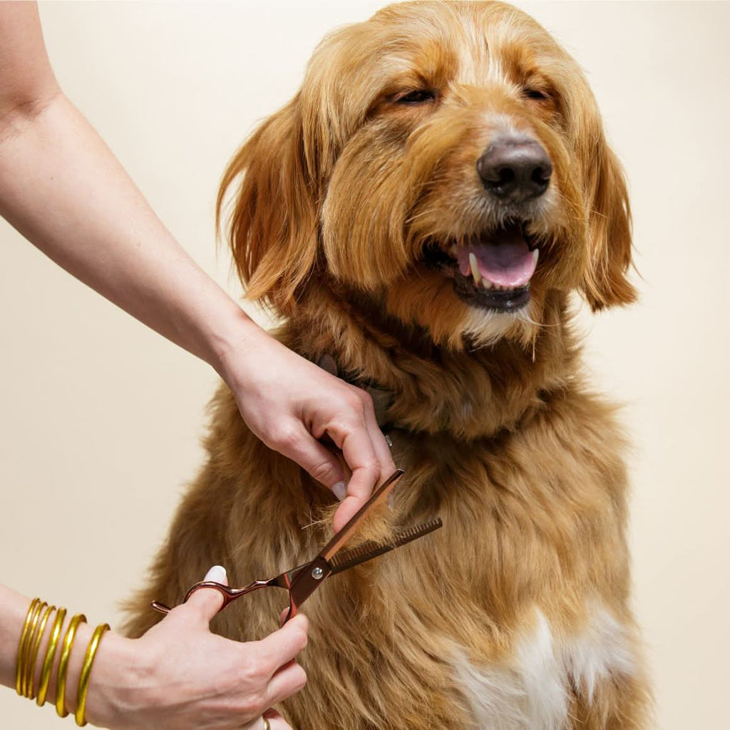 Dog Grooming Scissors