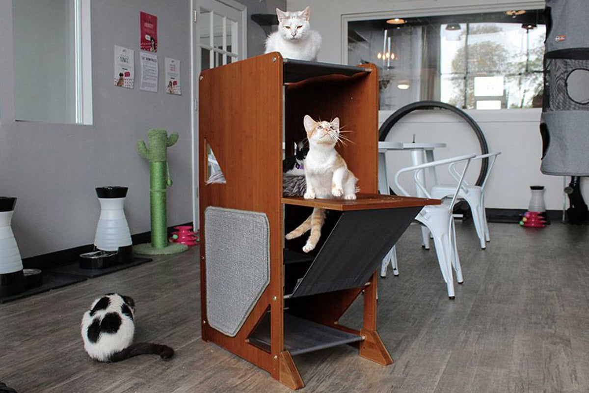The Overlook - Sturdy - Bamboo Cat Tree