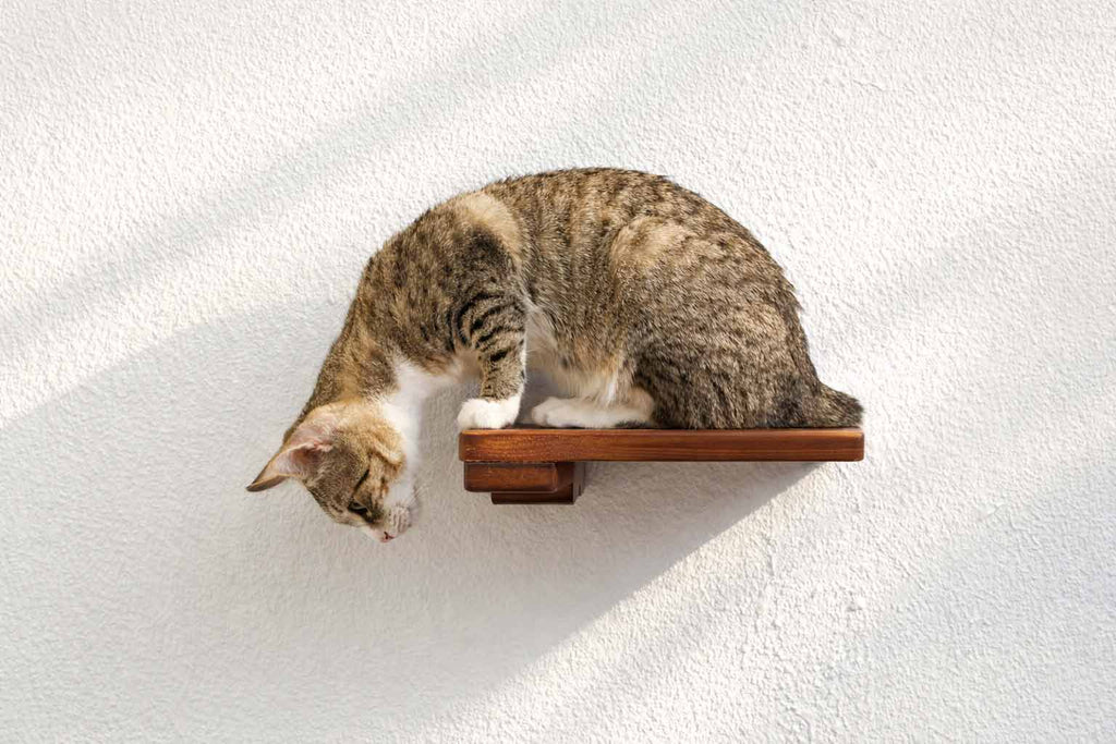 Cat Climbing Shelf