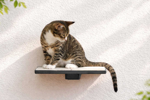 Cat Perch - Wall Mounted and Wooden