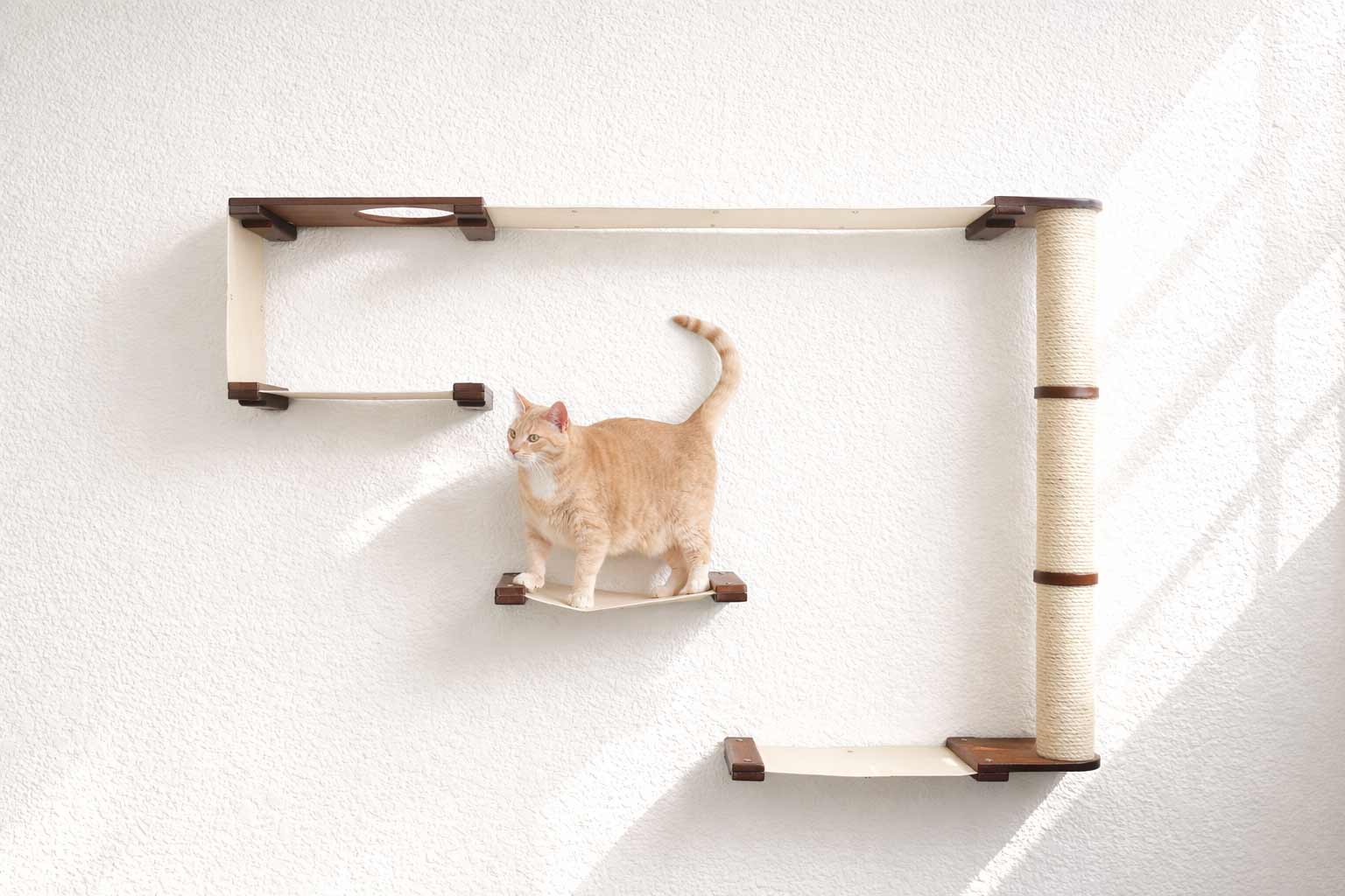 The Climb Condo - Cat Wall Climbing System