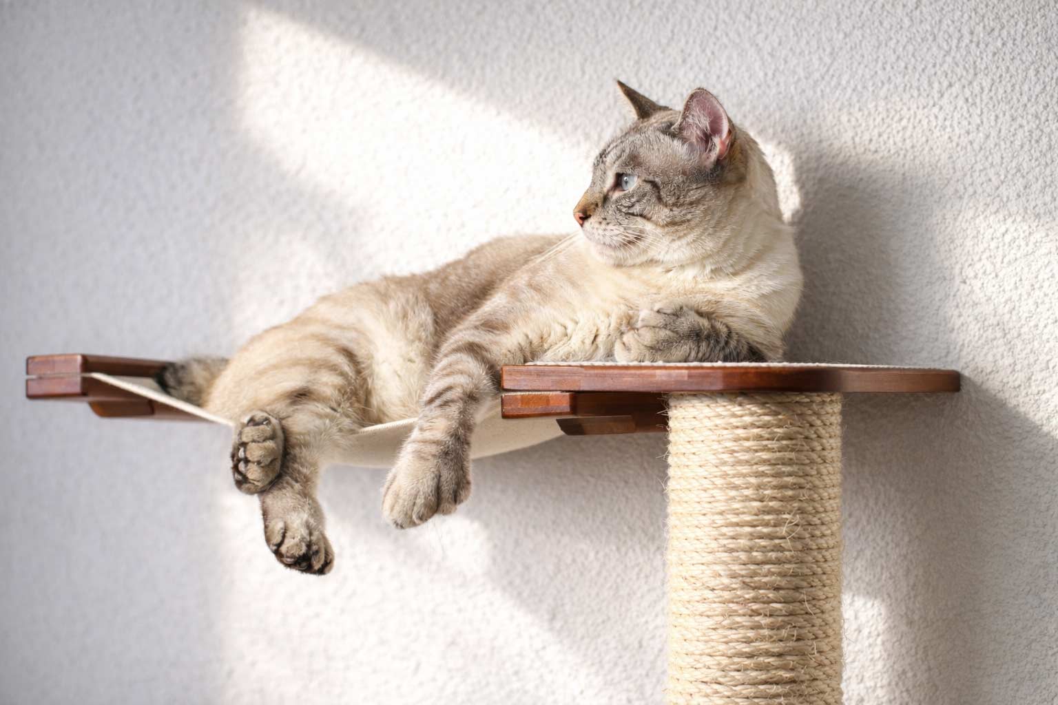 The Crossroads - Cat Wall Scratcher - Tree with Ramp