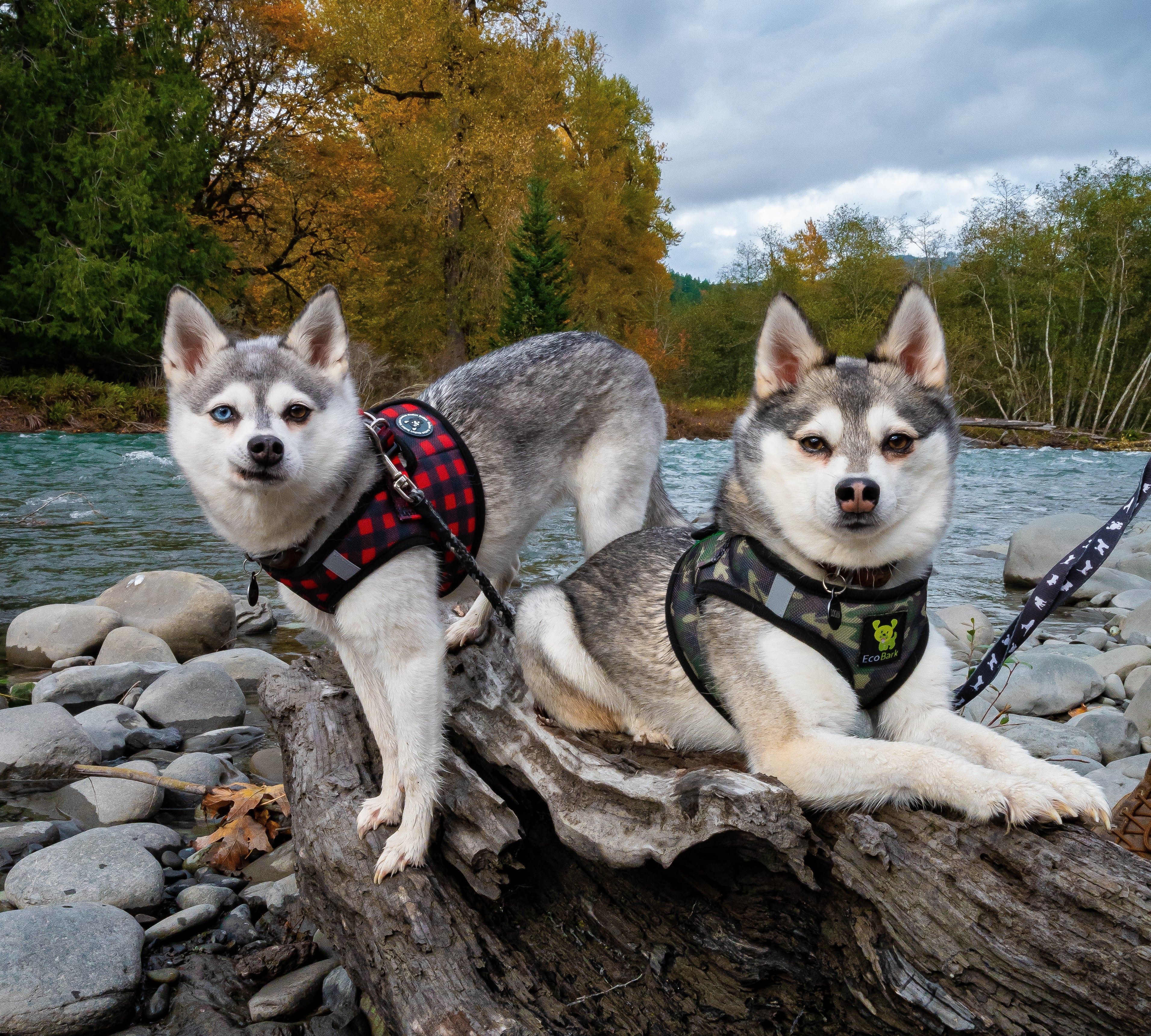 EcoBark Step In Dog Harness - XXXS to Small Breeds- Reflective Soft Mesh Harness for Teacup, Small Dogs and Puppies / Camouflage