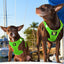 EcoBark Lime Green Step In Dog Harness - Reflective Soft Mesh Harness for Teacup, Small Dogs and Puppies