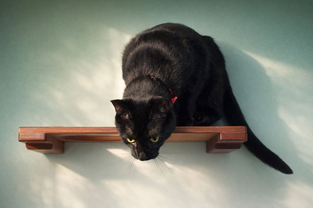 Wall Mounted Cat Shelf