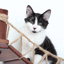 Double Cat Hammock and Climbing Bridge Combo