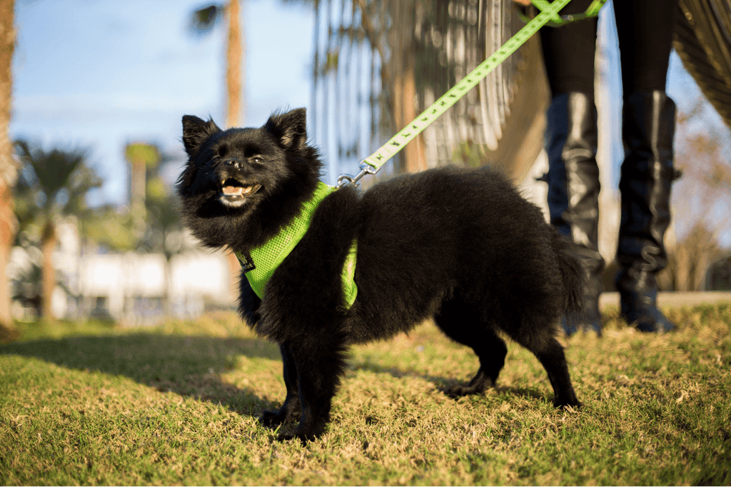 EcoBark Green Dog Leash- Padded Comfort Grip Leash - 4ft, 5ft, and 6ft Dog Leash for Small and Medium Dogs
